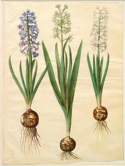 Hyacinthoides orientalis simp et pl de Johannes Simon Holtzbecker